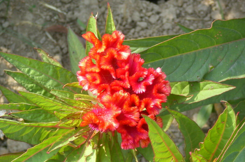 Red Cockscomb Flower — Natural, Afternoon, Photograph