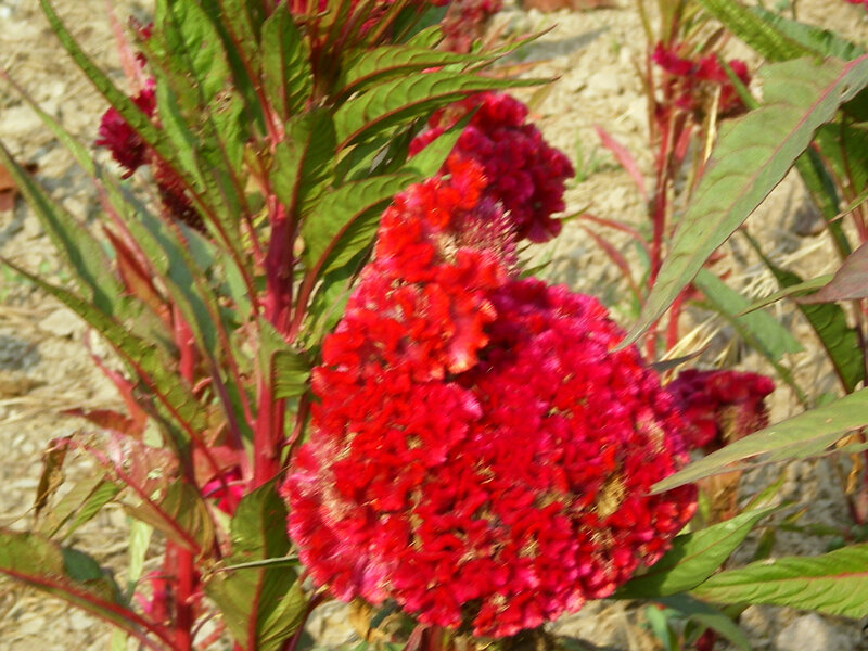 Red Cockscomb Flower — Natural, Afternoon
