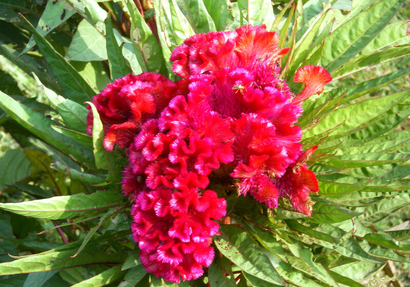 Red Cockscomb Flower — Natural