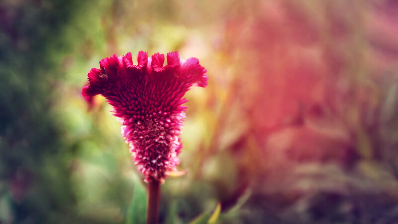 Red Cockscomb Flower — Serene