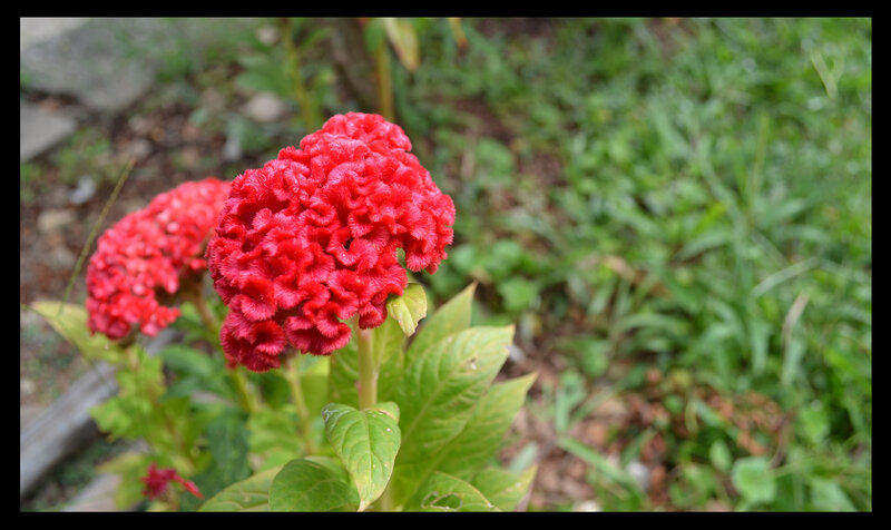 Red Cockscomb Flower