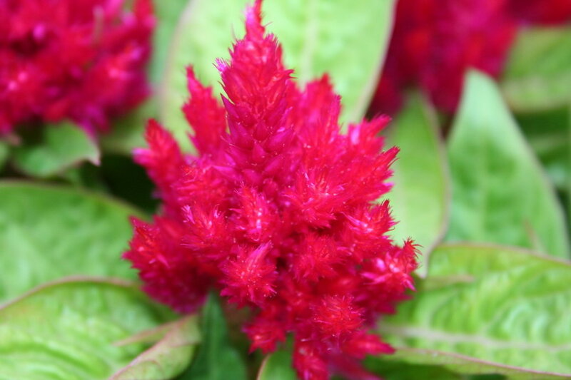 Red Cockscomb Flower — Vibrant