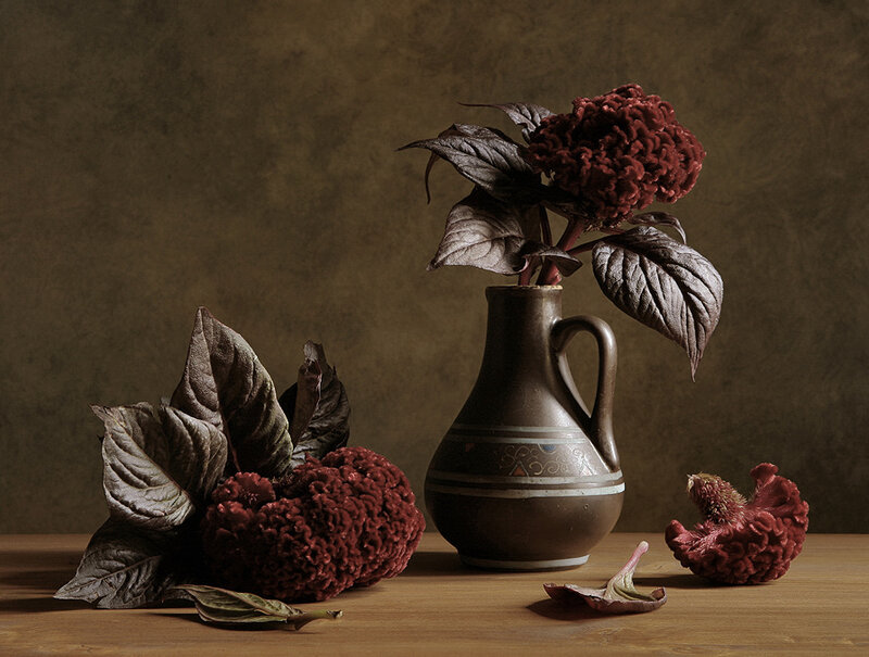 Red Cockscomb Flowers — Brown