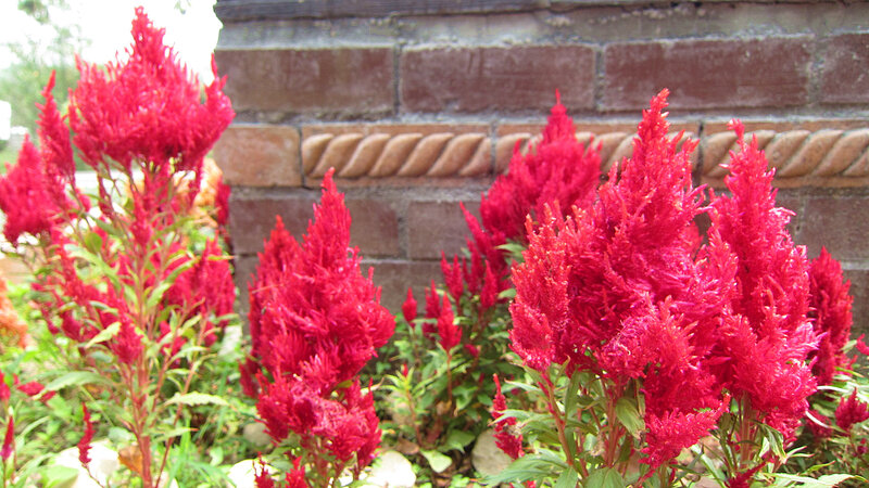 Red Cockscomb Flowers — Calm, Afternoon, Photograph