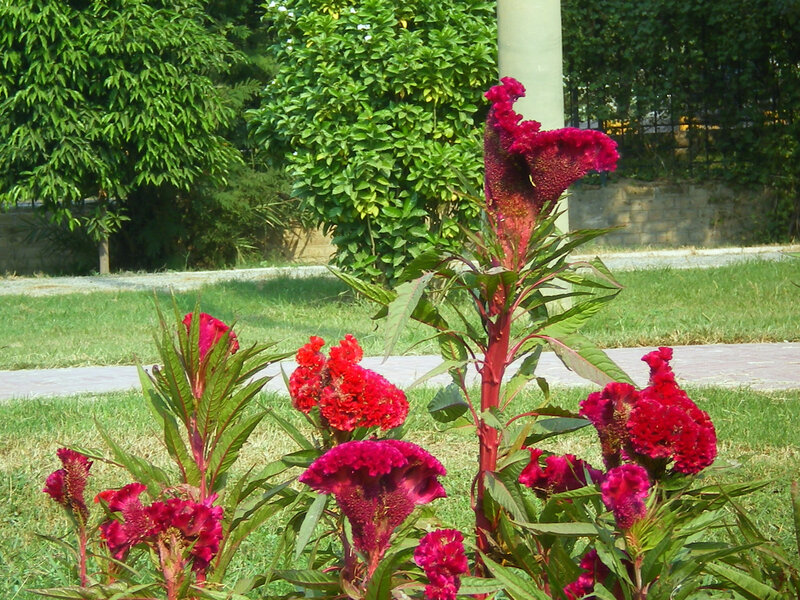 Red Cockscomb Flowers — Calm, Afternoon