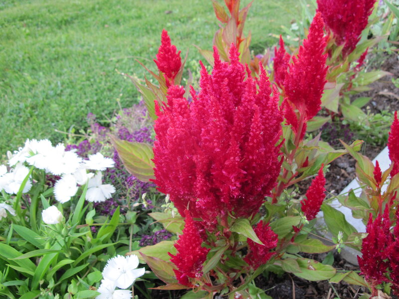 Red Cockscomb Flowers — Calm, Summer