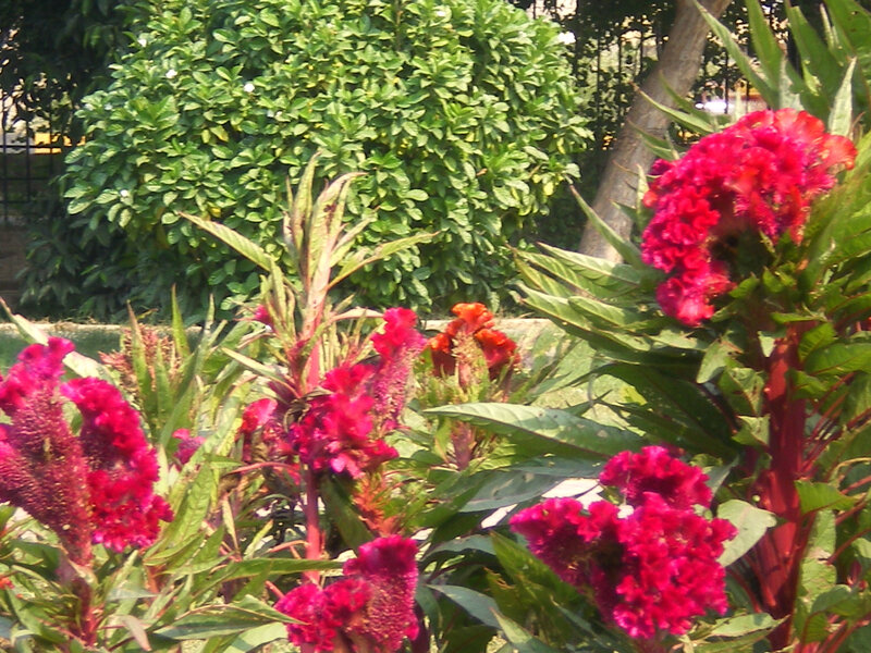Red Cockscomb Flowers — Calm