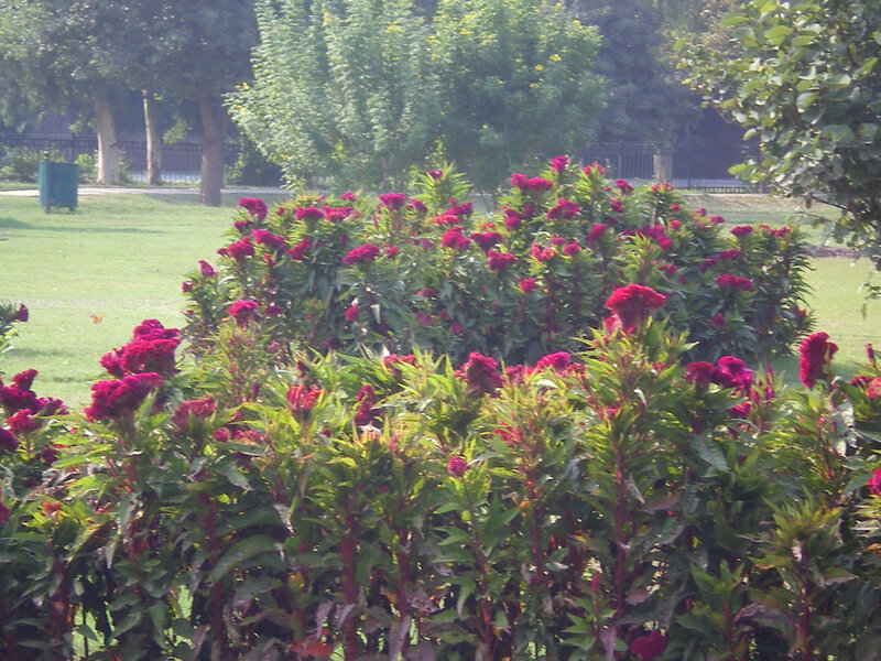 Red Cockscomb Flowers — Green, Calm