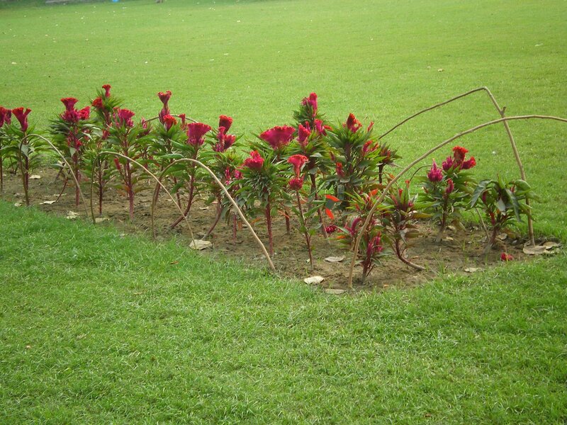 Red Cockscomb Flowers — Green