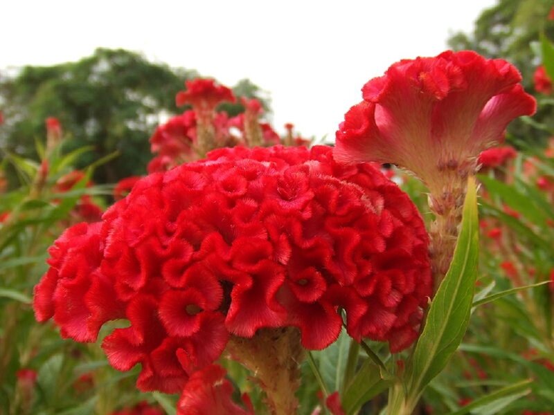Red Cockscomb Flowers — Natural, Afternoon, Photograph