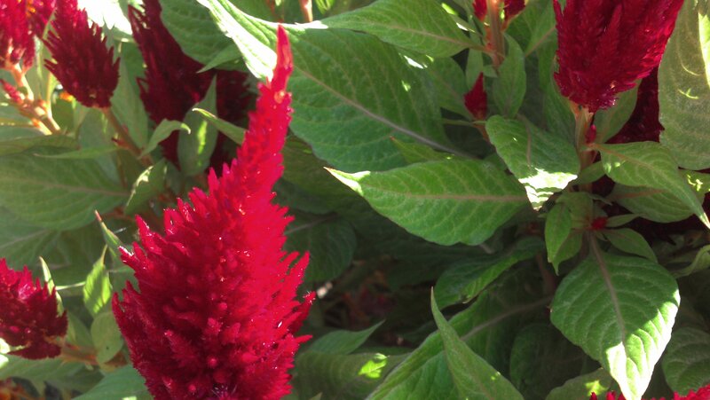 Red Cockscomb Flowers — Natural, Afternoon