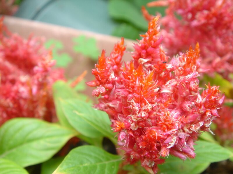 Red Cockscomb Flowers — Natural, Photograph