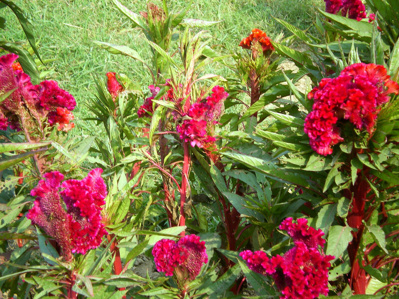 Red Cockscomb Flowers — Natural