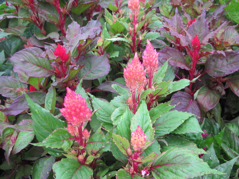 Red Cockscomb Flowers — Pink