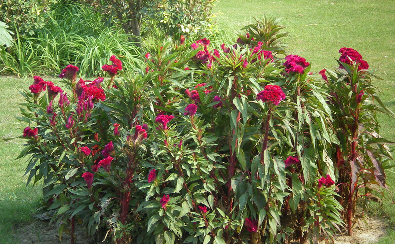 Red Cockscomb Flowers