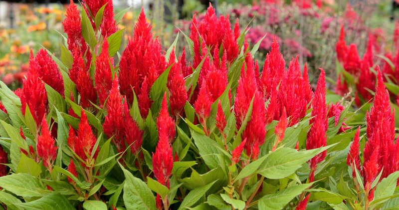 Red Cockscomb Flowers — Vibrant, Afternoon, Photograph, Green Leaves