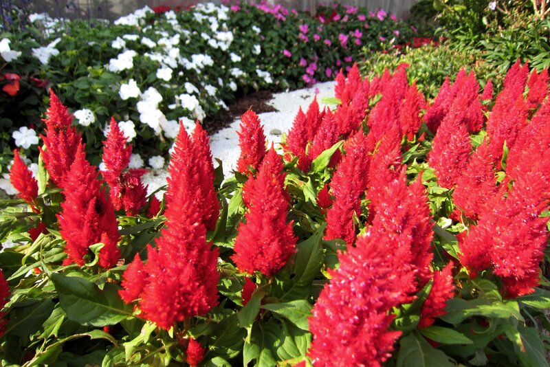 Red Cockscomb Flowers — Vibrant, Afternoon, Photograph