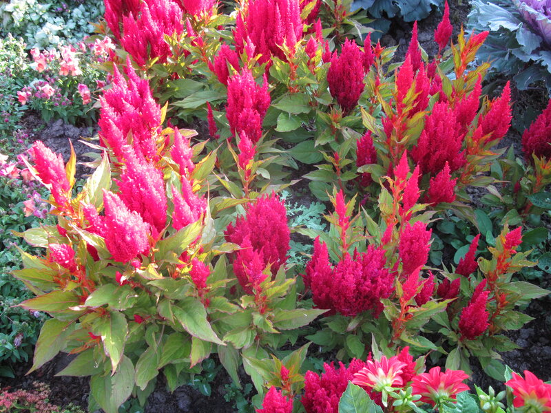 Red Cockscomb Flowers — Vibrant, Afternoon