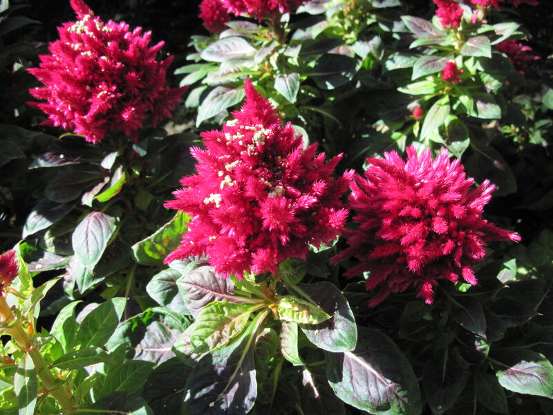 Red Cockscomb Flowers — Vibrant