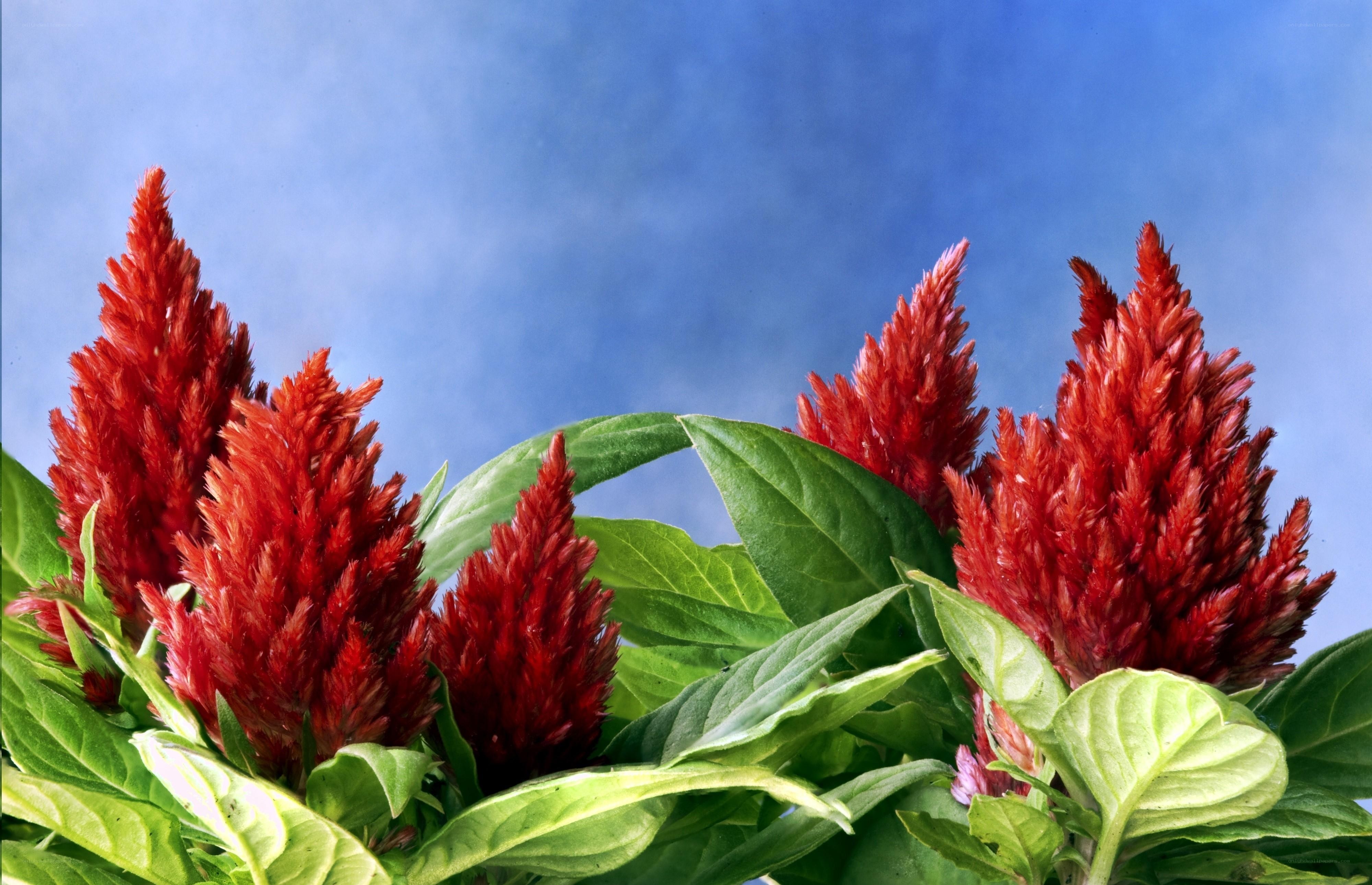 Red cockscomb flowers with green leaves