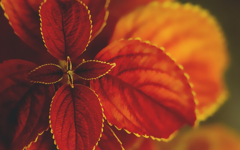 Red Coleus Leaves