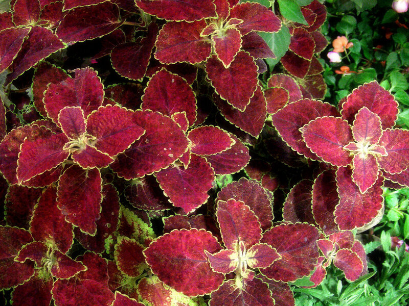 Red Coleus Plant