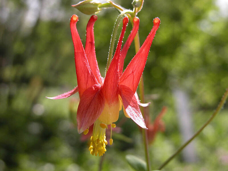 Red Columbine Flower — Natural