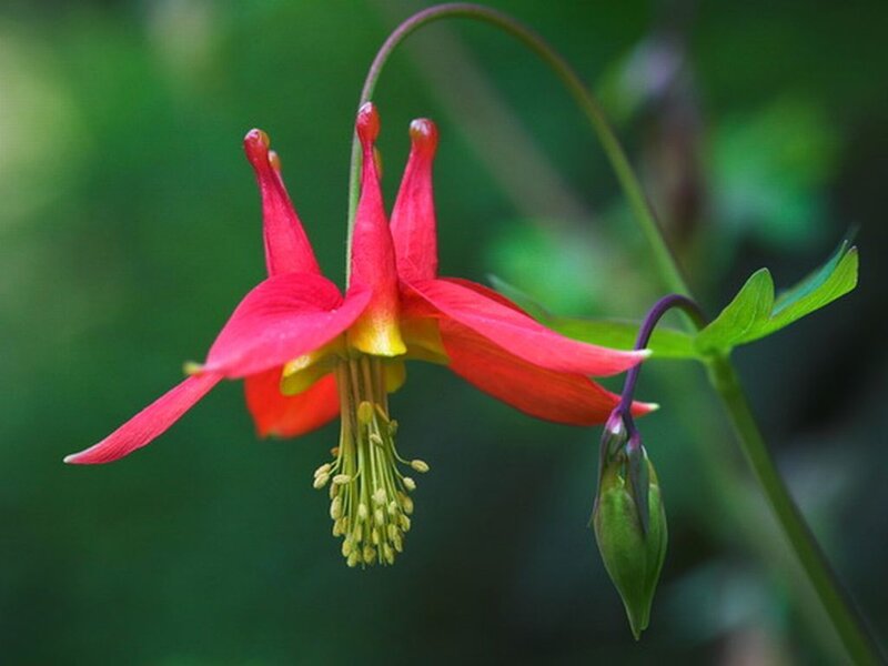 Red Columbine Flower — Serene