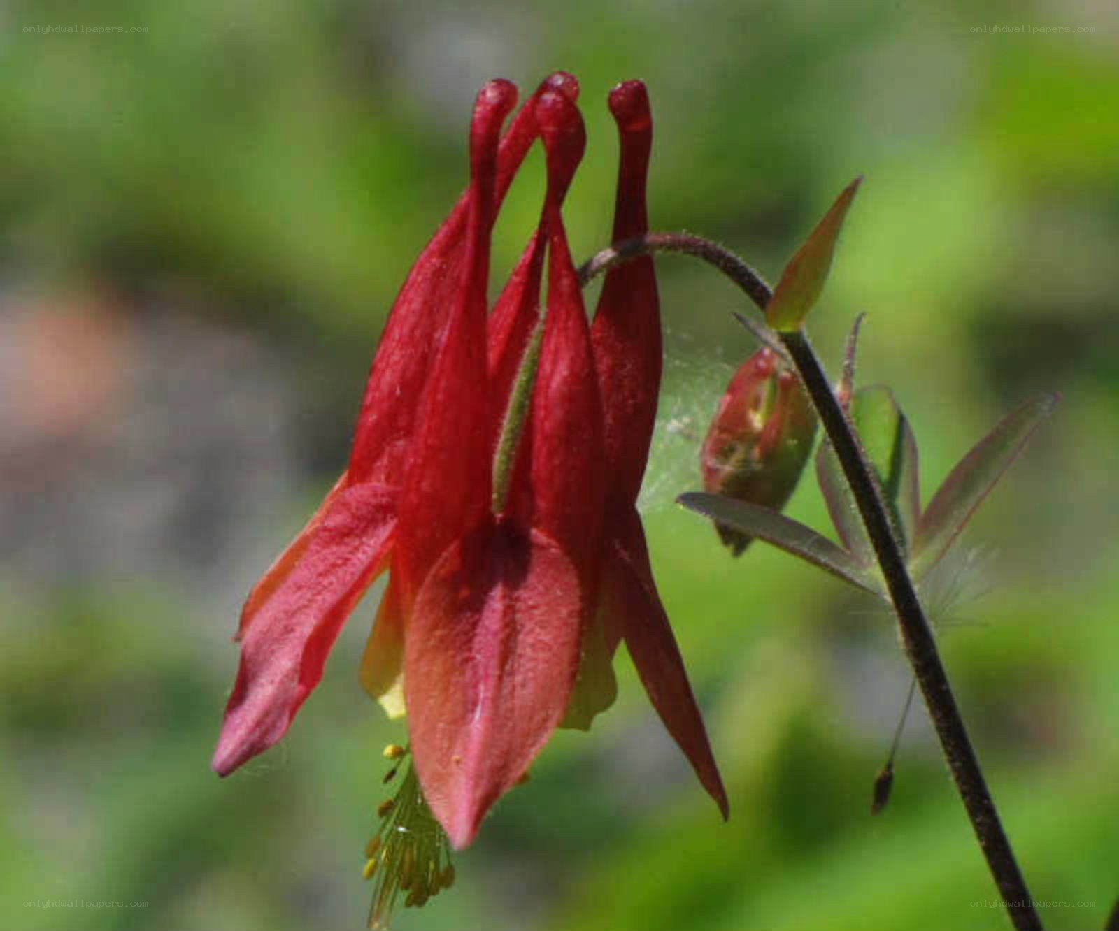 Red columbine flower