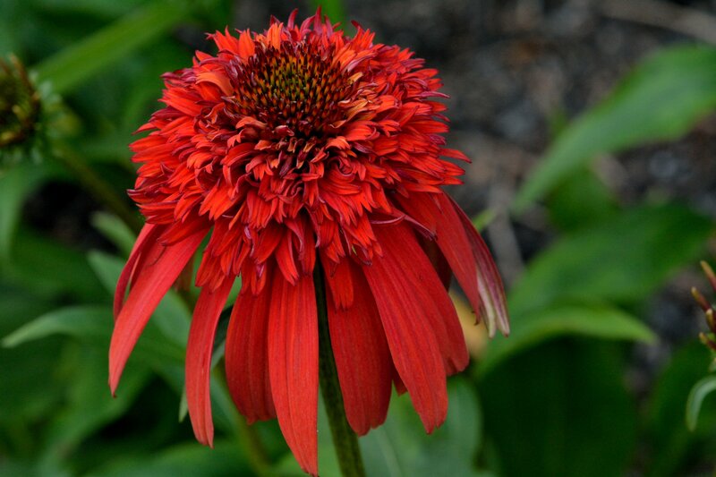 Red Coneflower Bloom