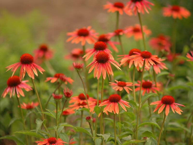 Red Coneflower Field — Calm