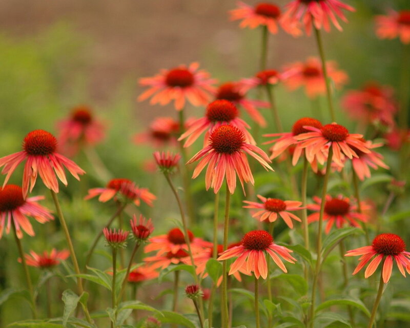 Red Coneflower Field
