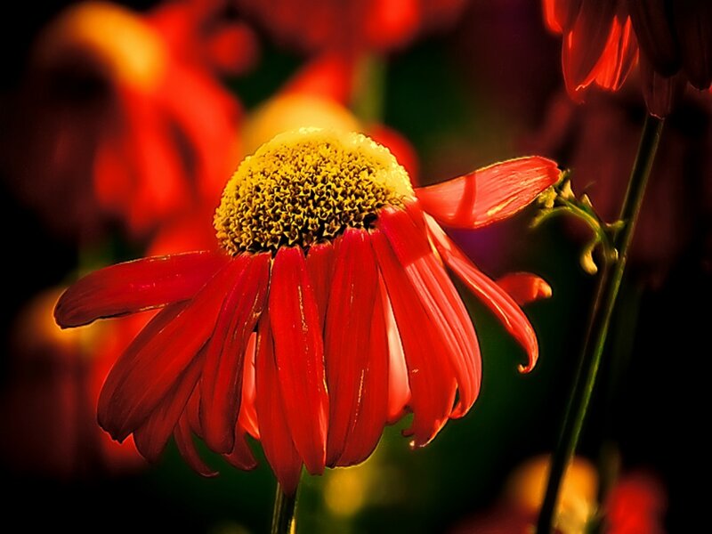 Red Coneflower in Bloom — Dramatic