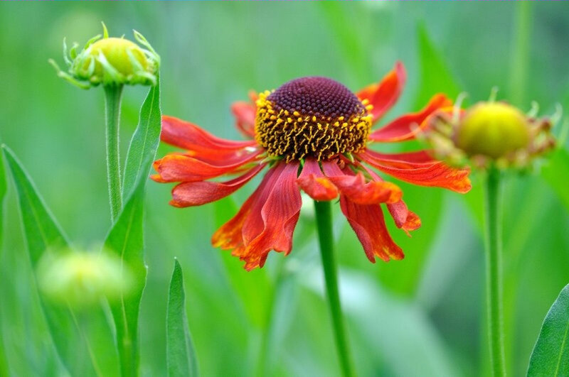 Red Coneflower in Bloom
