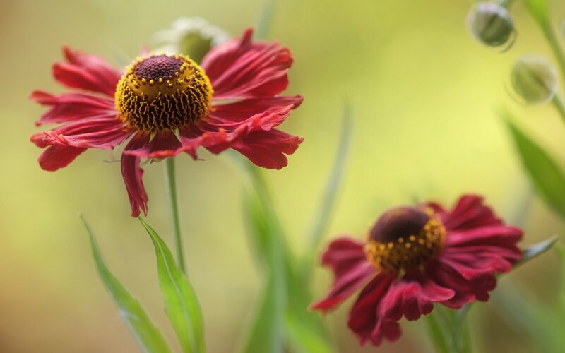 Red Coneflower in Garden