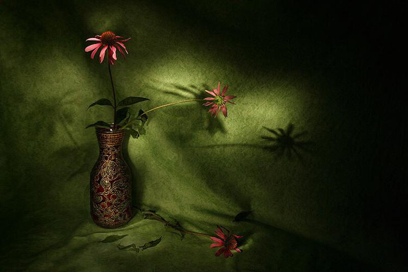 Red Coneflower in Vase