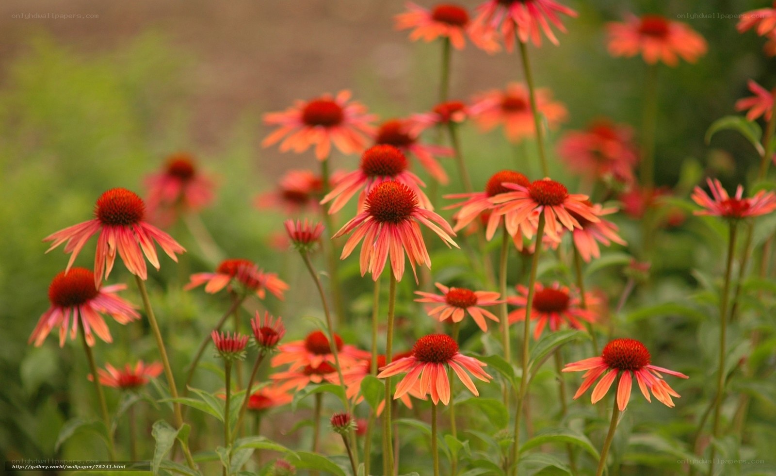Red coneflowers in a garden