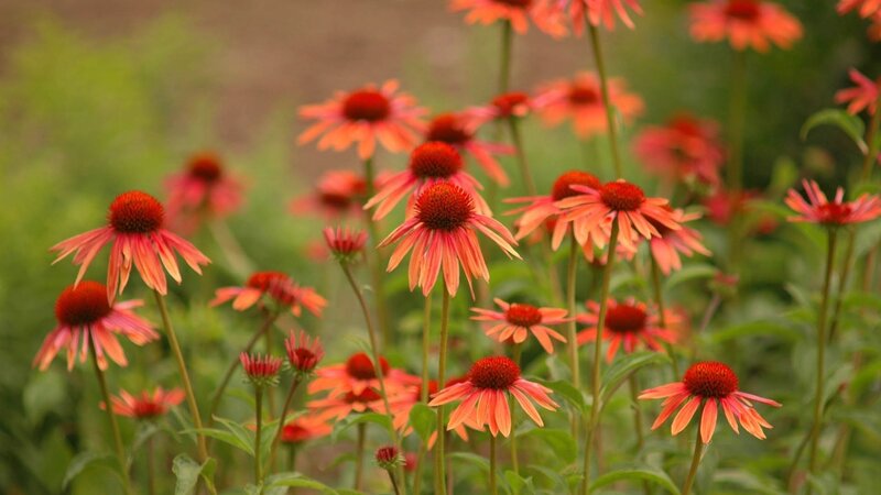 Red Coneflowers in Field — Calm