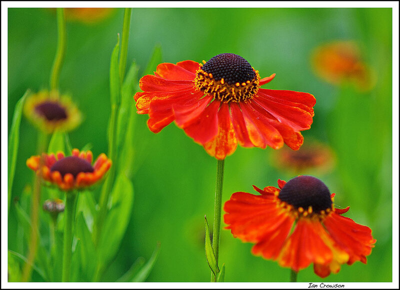 Red Coneflowers in Field — Natural