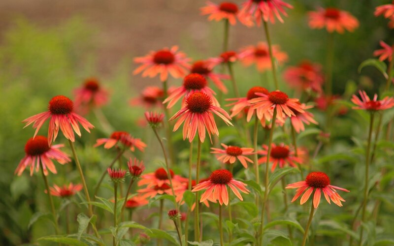 Red Coneflowers in Field