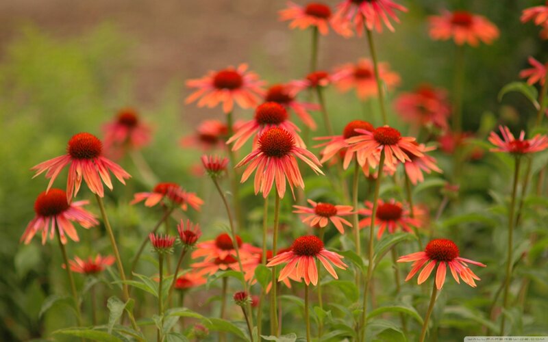 Red Coneflowers in Garden — Calm