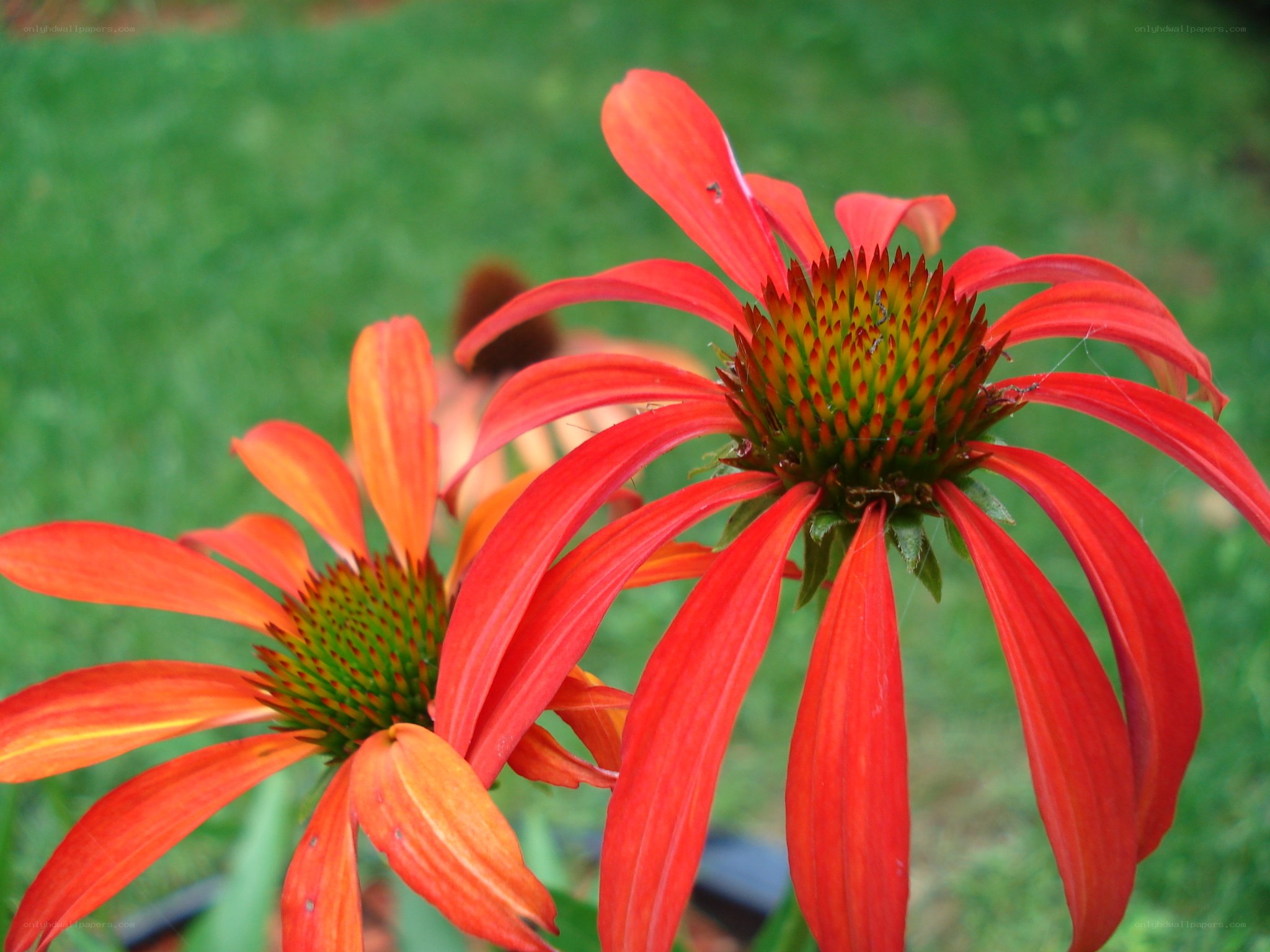 Red coneflowers in garden