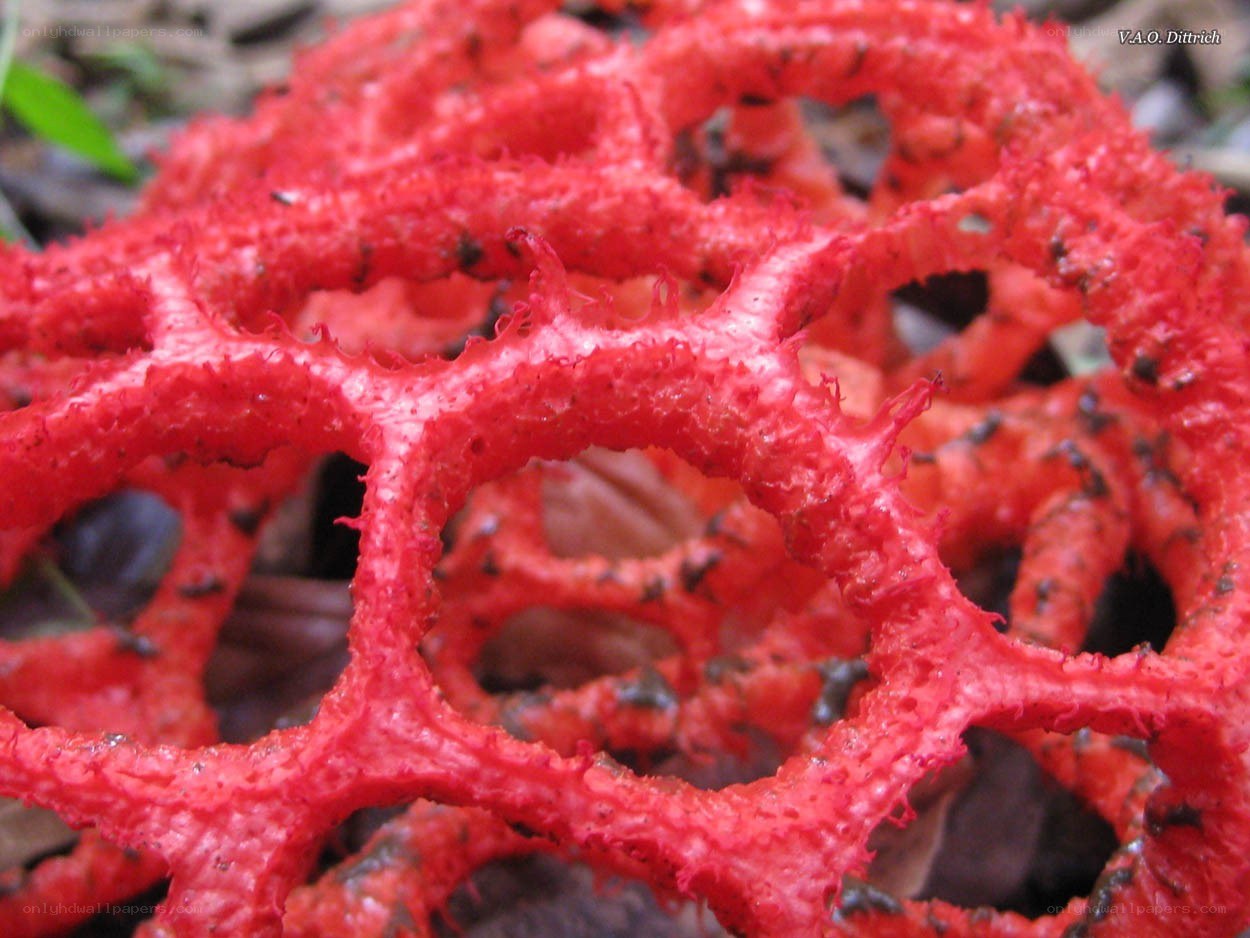Red coral fungus