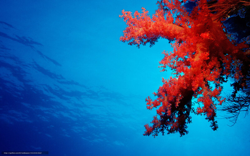 Red coral in blue water