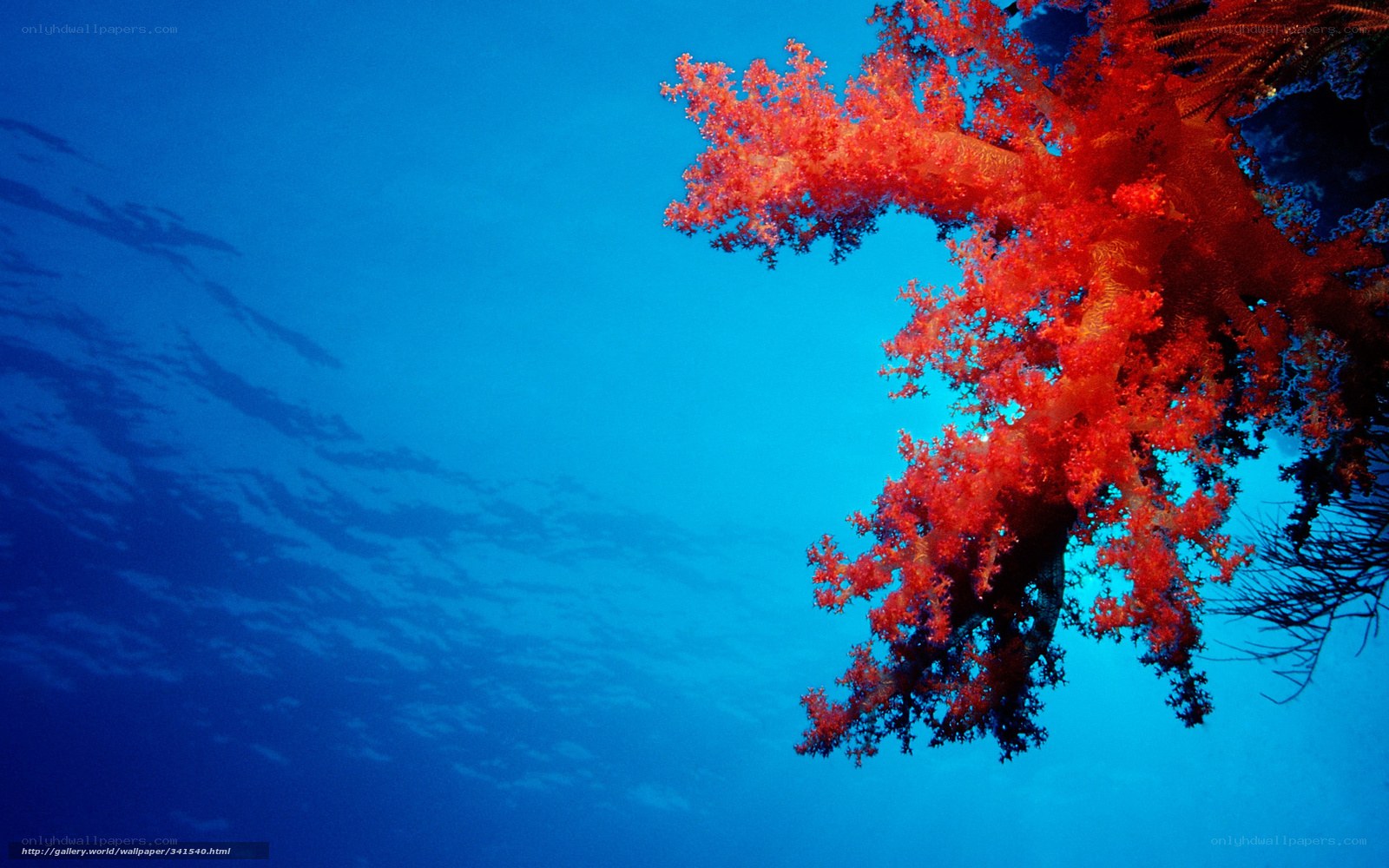 Red coral in blue water