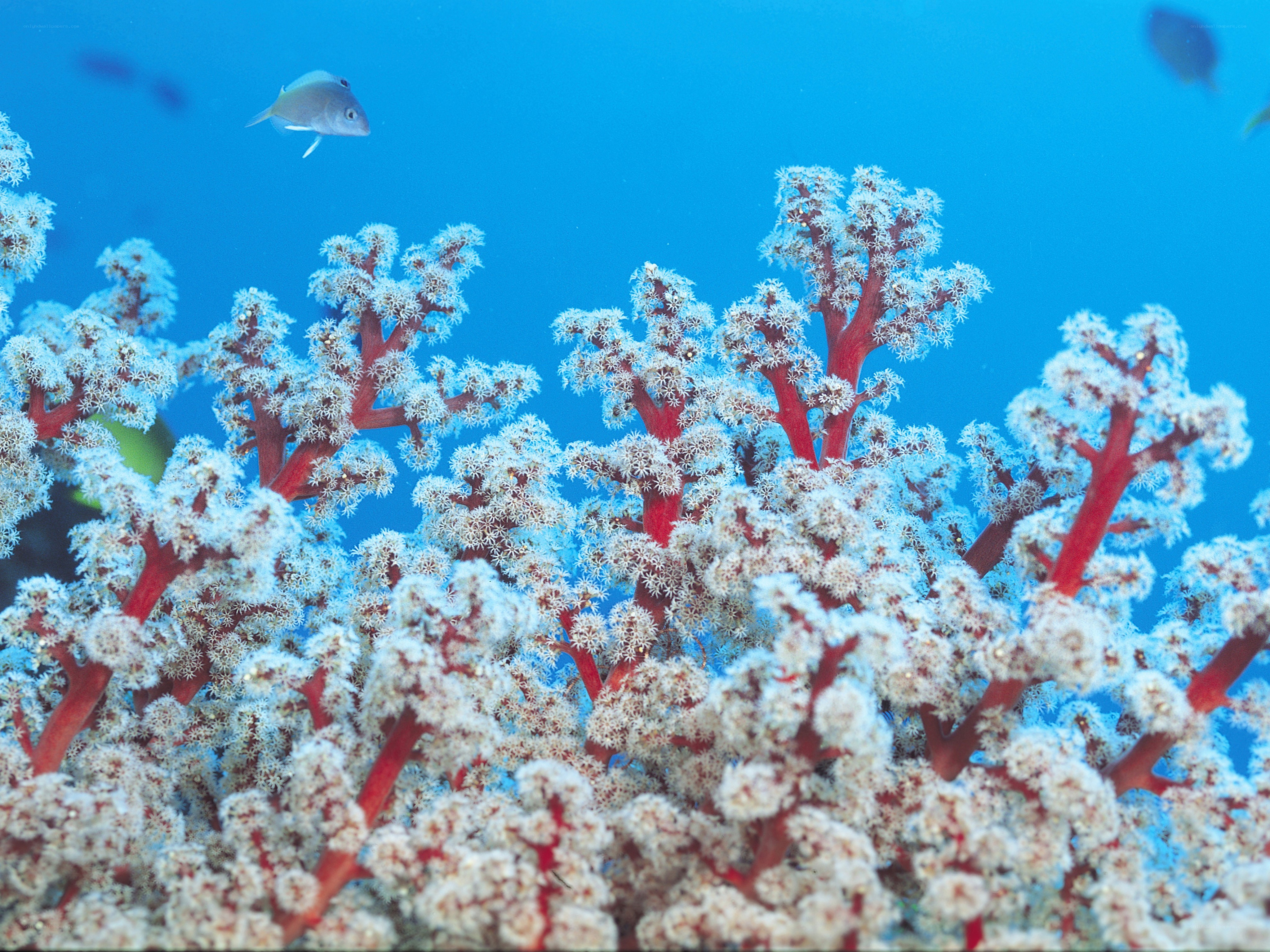 Red coral reef underwater