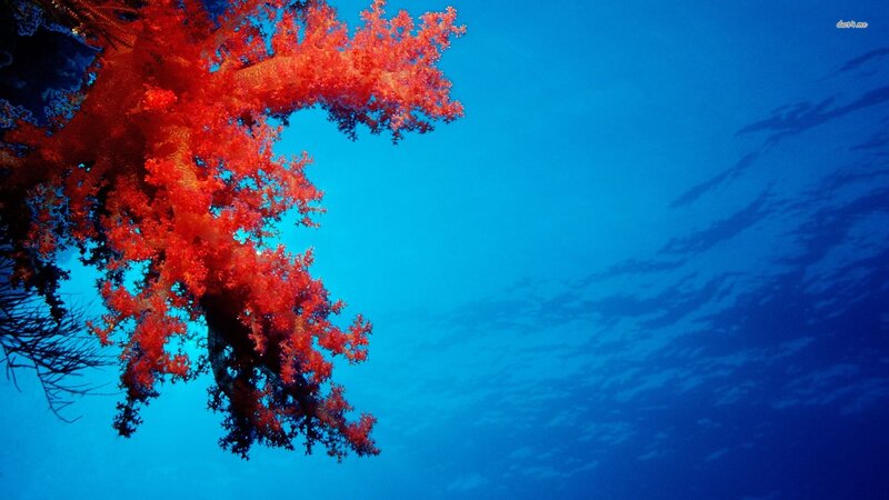 Red Coral Underwater