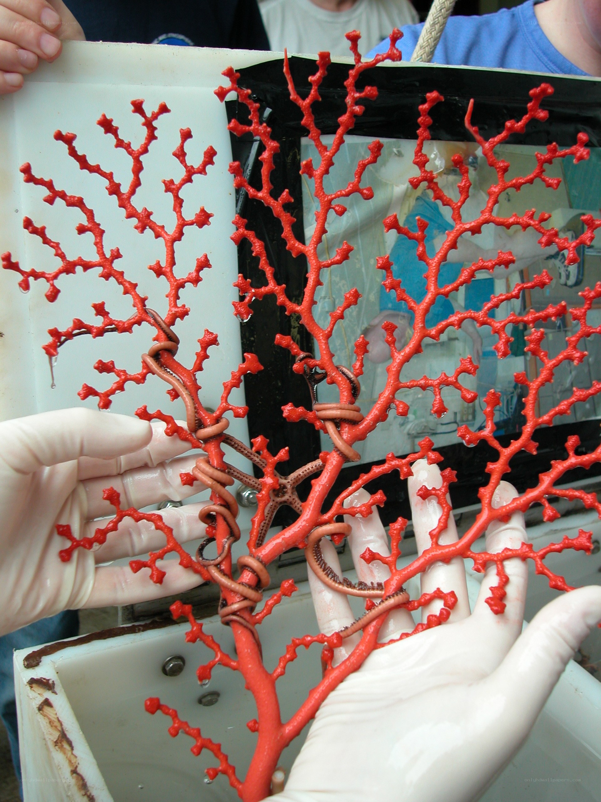 Red coral with sea creatures