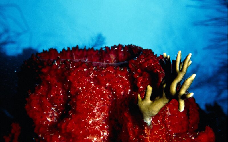 Red coral with sea fan