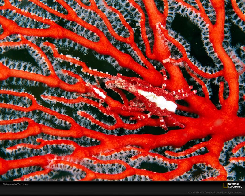 Red Coral with Shrimp